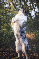 Potrait of an Australian Shepherd dog outdoor in the Fall. Dog lying in the autumn leaves and looking arround