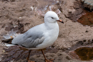 Silver gull sitting on a rock. Auckland Zoo, Auckland, New Zealand