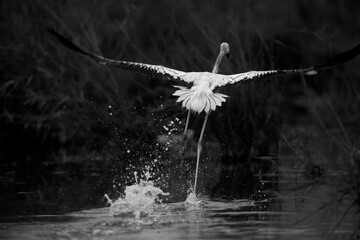 Greater Flamingo takeoff at Asker marsh in the morning hours, Bahrain