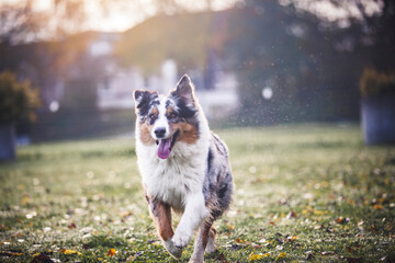 Potrait of an Australian Shepherd dog outdoor in the Fall. Dog running on a field. Active Dog in the garden