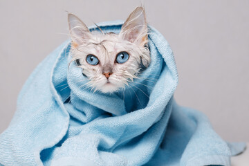 Funny wet white cute kitten after bath wrapped in towel with big sad blue eyes. Pets concept. Just washed lovely fluffy cat on gray background.