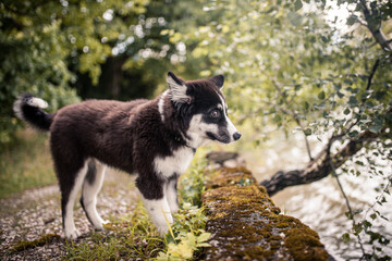 Young Laika standing and looking in the nature. Puppy on a adventure. Dog exploring the world