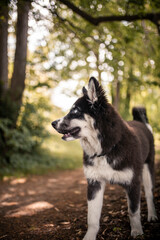 Young Laika standing and looking in the nature. Puppy on a adventure. Dog exploring the world