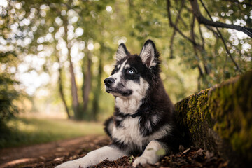 Laika puppy standing on a tree. Young husky on a adventure