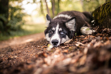 Young Laika lying on the ground and looking adorable. Puppy in the nature. Small dog being obedient