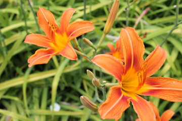 orange lily flower