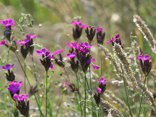 Carthusian Carnations, Dianthus Carthusianorum, In A Flower Meadow