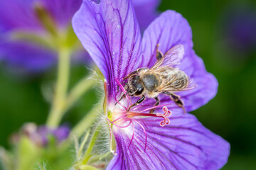 Bee With Salvia Nemerosa Caradonna - Hybrid Sage