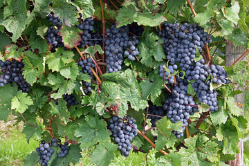 Sweet, Ripe Blue Grapes Are Hanging On The Vine, Rheinhessen, Rhineland Palatinate, Germany