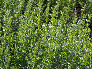 Ysop, Hyssopus Officinalis