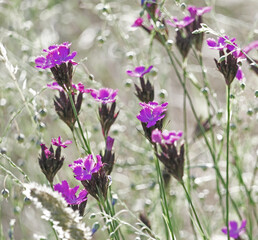 Carthusian Carnations, Dianthus Carthusianorum, In A Flower Meadow