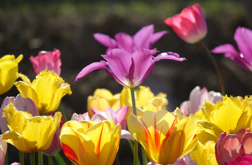 Obraz premium Tulips, And Symbol Of Standout From The Crowd