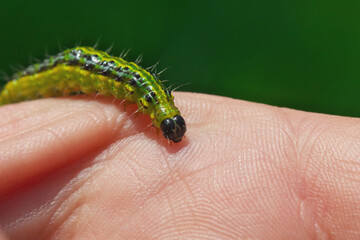 Caterpillar On Hand