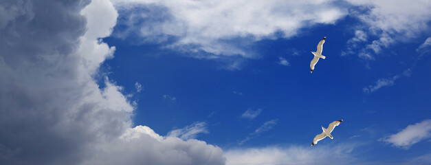 Panoramic view on two seagulls hover in sky with clouds