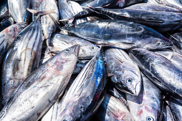 Fototapeta premium Sustainable tuna fishing