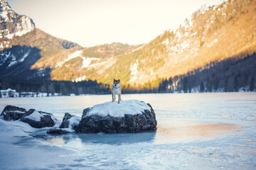 Portrait of an Shiba inu in the snow. Dog standing on a rock in front of a frozen lake landscape in winter. 