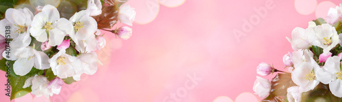 Bouquet of wet blooming pink apple tree or cherry twigs on pink with bokeh. Wide festive floral banner. Holiday Mother's day, Valentine's Day, Birthday concept. Diagonal copy space.