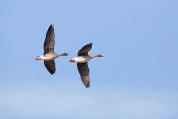 Bean Geese Anser Fabalis