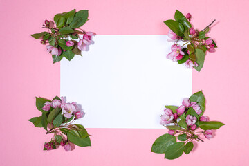 Fresh blooming apple tree twigs or cherry laid out at corners of empty white sheet on pink backdrop. Copy space. Holiday Mother's day, Valentine's Day, Birthday floral concept. Top view, flat lay.