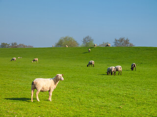 Fototapeta na wymiar Sheeps on a dike of the Elbe River in Haseldorfer Marsch, Schleswig Holstein, Germany, Europe