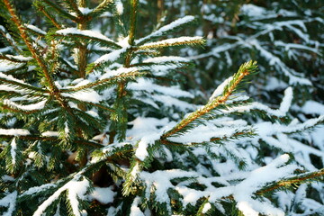 Macro photography of snowy pine needles in winter forest