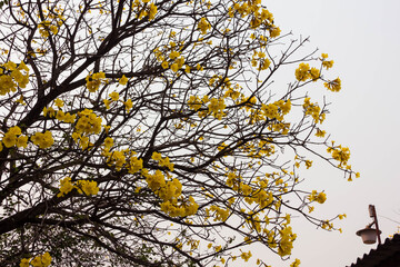 Yellow blossom tree on a cloudy day