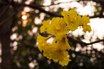 Yellow blossoms on a twilight