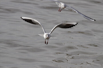 Tern in flight