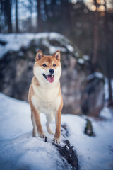 Potrait of a red Shiba inu in the snow. Happy dog in winter. Dog sitting in front of a tree