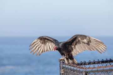 big vulture sits on a fence