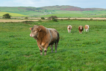 Hereford bull, cow, lider