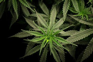 Naklejka na ściany i meble cannabis bush with dense green foliage close up top view
