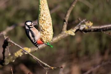 great spotted woodpecker (Dendrocopos major)