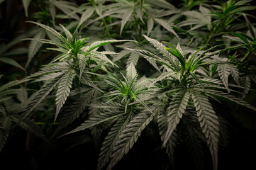 Naklejka na ściany i meble cannabis bush with dark dense green foliage side view