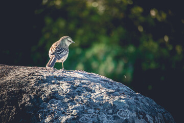 Calandria (Mimus saturninus) over the rocks. Sud american bird.