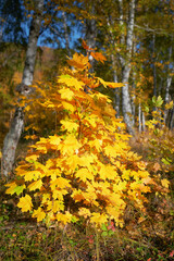 Autumn forest. Young maple with bright yellow leaves on a background of birches.