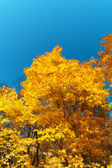 Golden autumn. Bright yellow maple leaves against a clear blue sky. Partial blur.