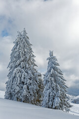 sapins enneigés dans les Vosges