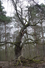 Sehr schöne alte Eiche im Grunewald in Berlin
