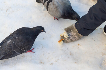 Feed pigeons bread in the winter in the snow.