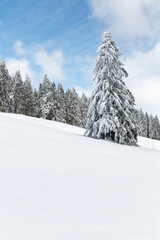 sapins enneigés dans les Vosges