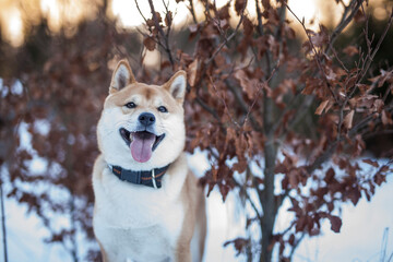 Potrait of a red Shiba inu in the snow. Happy dog in winter. Dog sitting in front of a tree with red and brown leaves