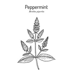 Peppermint Mentha piperita with leaves and flowers © foxyliam