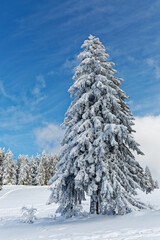 sapins enneigés dans les Vosges