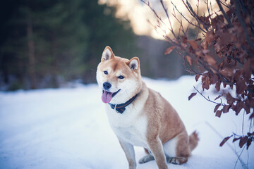 Potrait of a red Shiba inu in the snow. Happy dog in winter. Dog sitting in front of a tree with red and brown leaves
