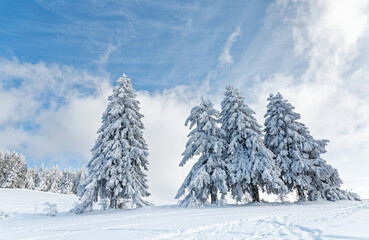 sapins enneigés dans les Vosges