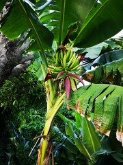 Obraz premium Caribean