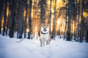 Potrait of a red Shiba inu in the snow. Happy dog in winter. Dog sitting in front of a tree with red and brown leaves