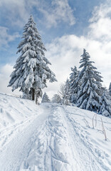 sapins enneigés dans les Vosges