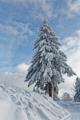 sapins enneigés dans les Vosges